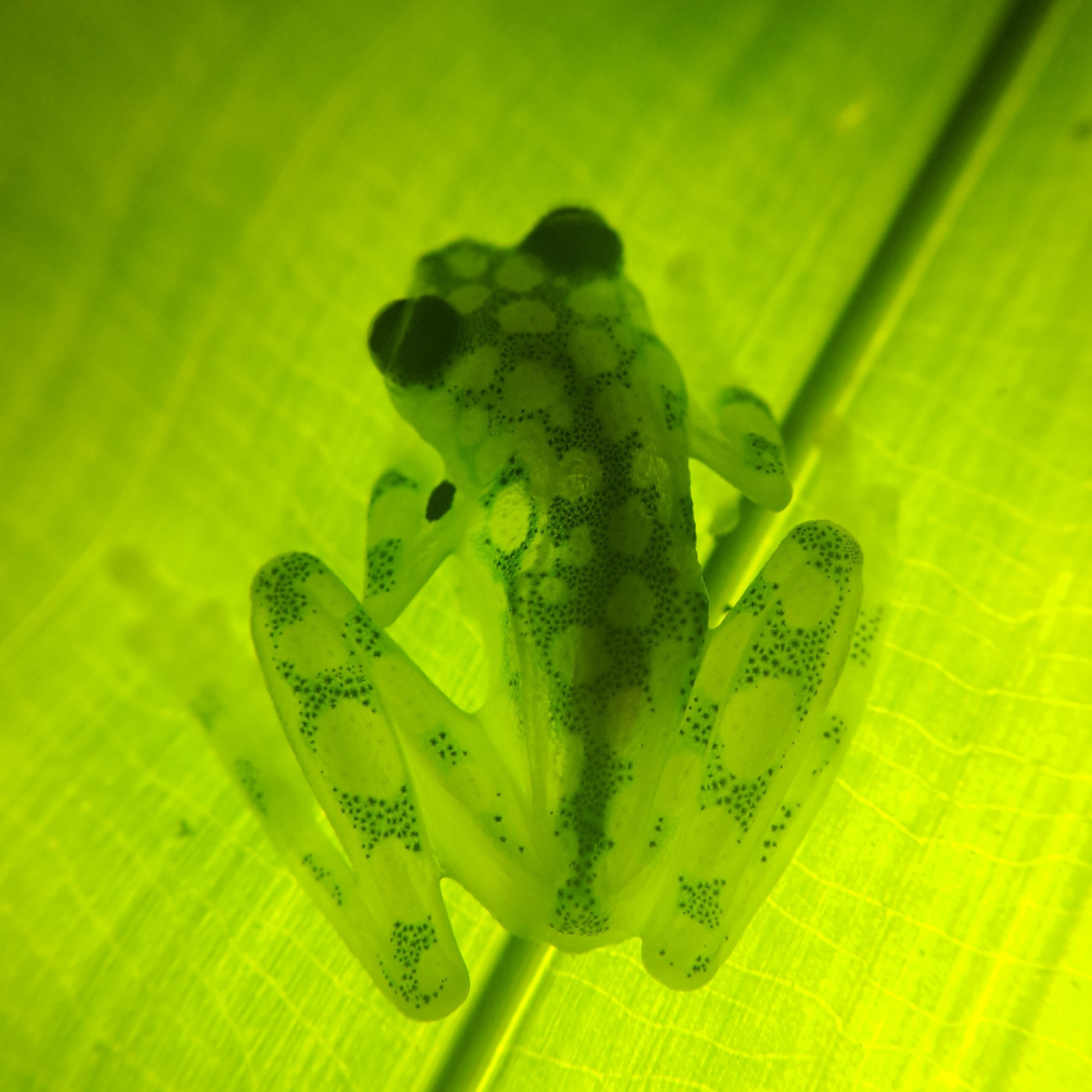 Figure-3_biodiversity-scaled.jpg