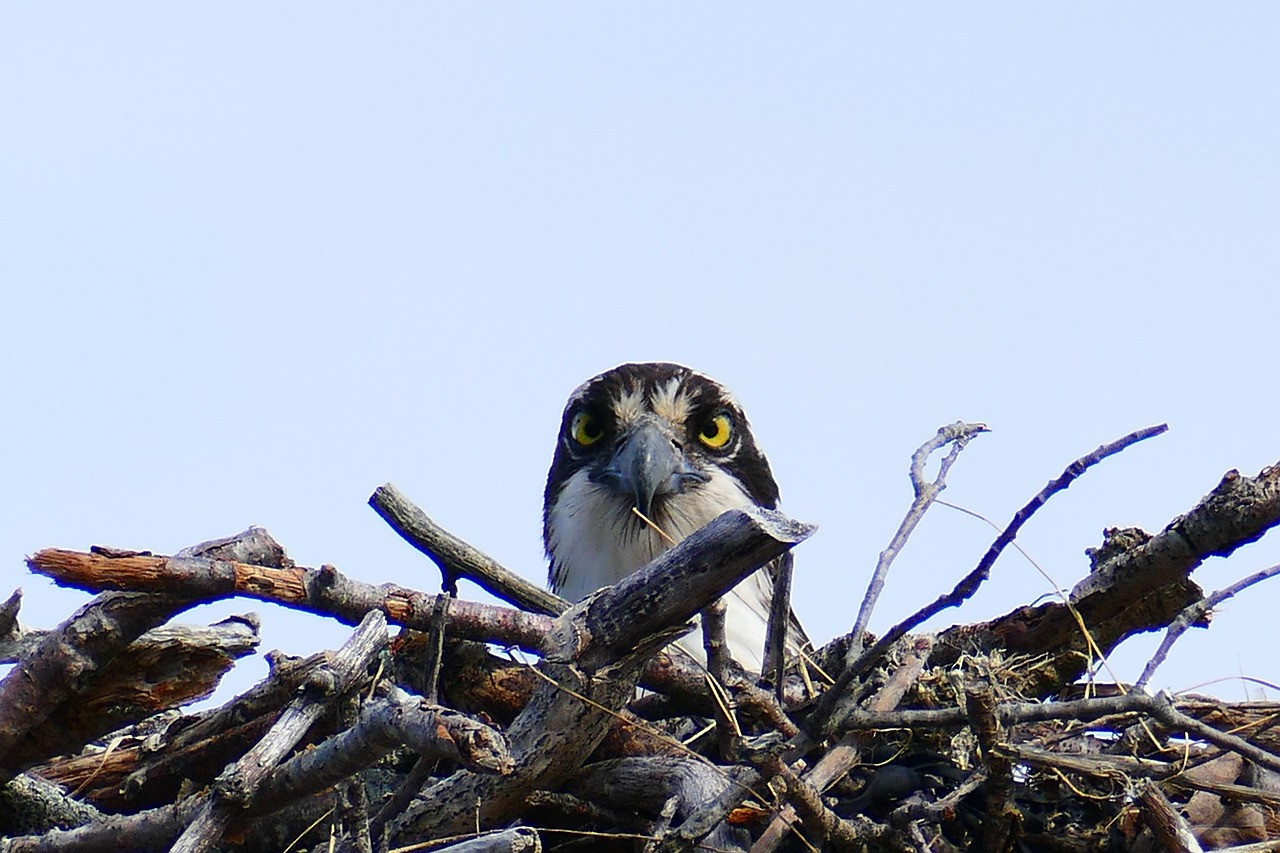 osprey-7164585_1280.jpg